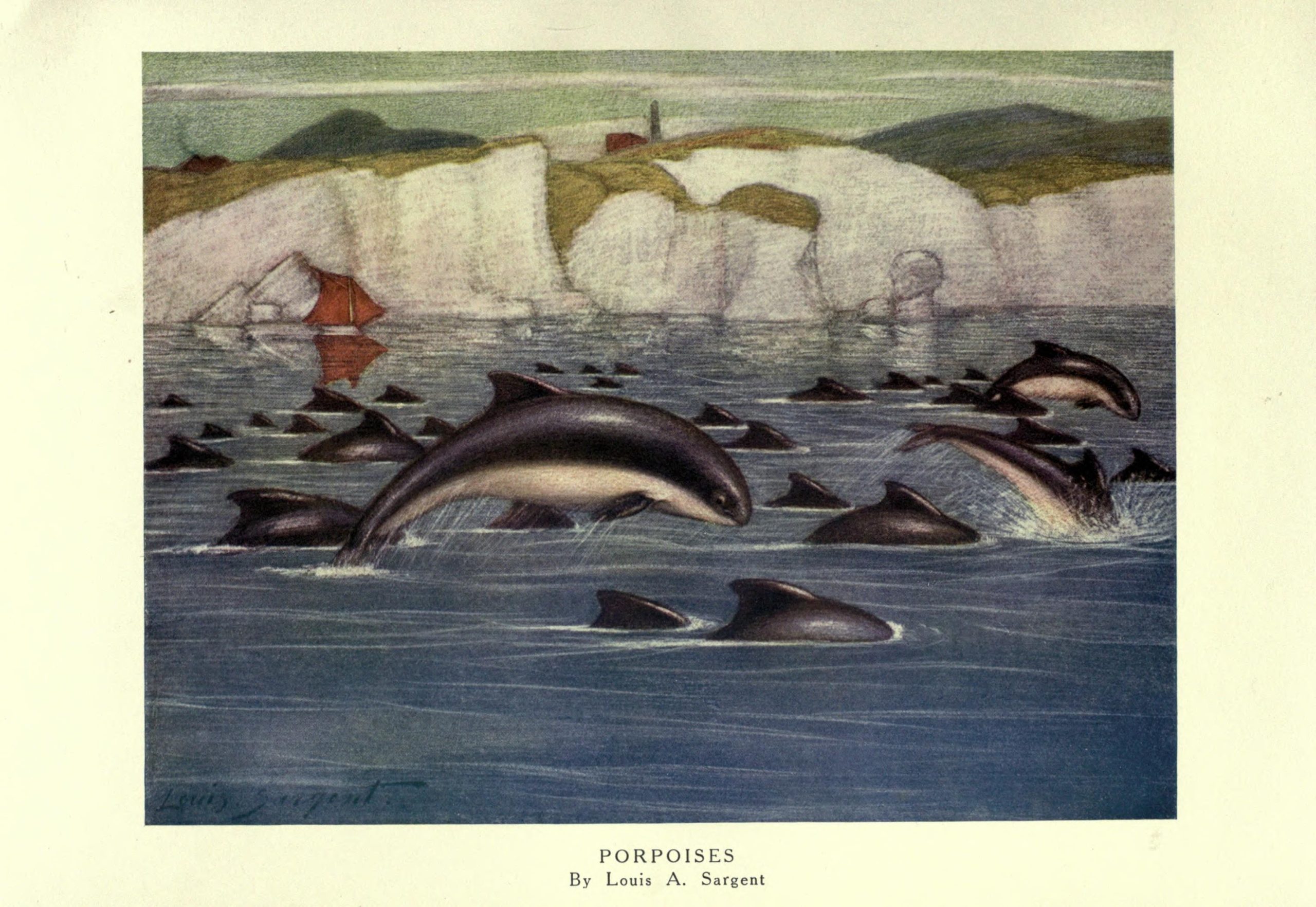 Porpoises swimming in the ocean with cliffs in the background