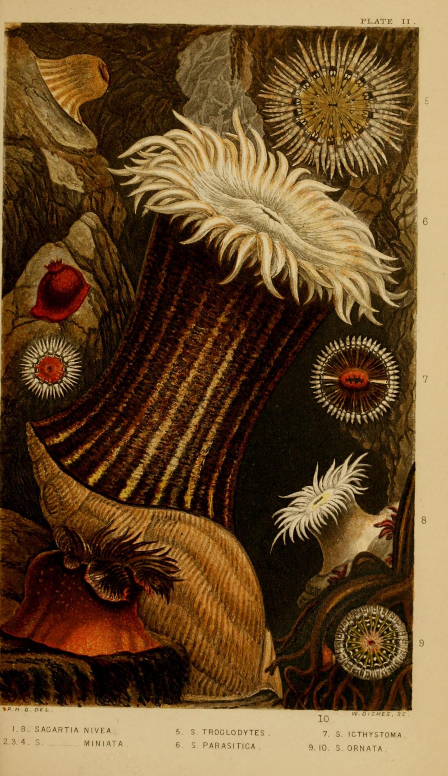 An illustration of various sea anemone and corals