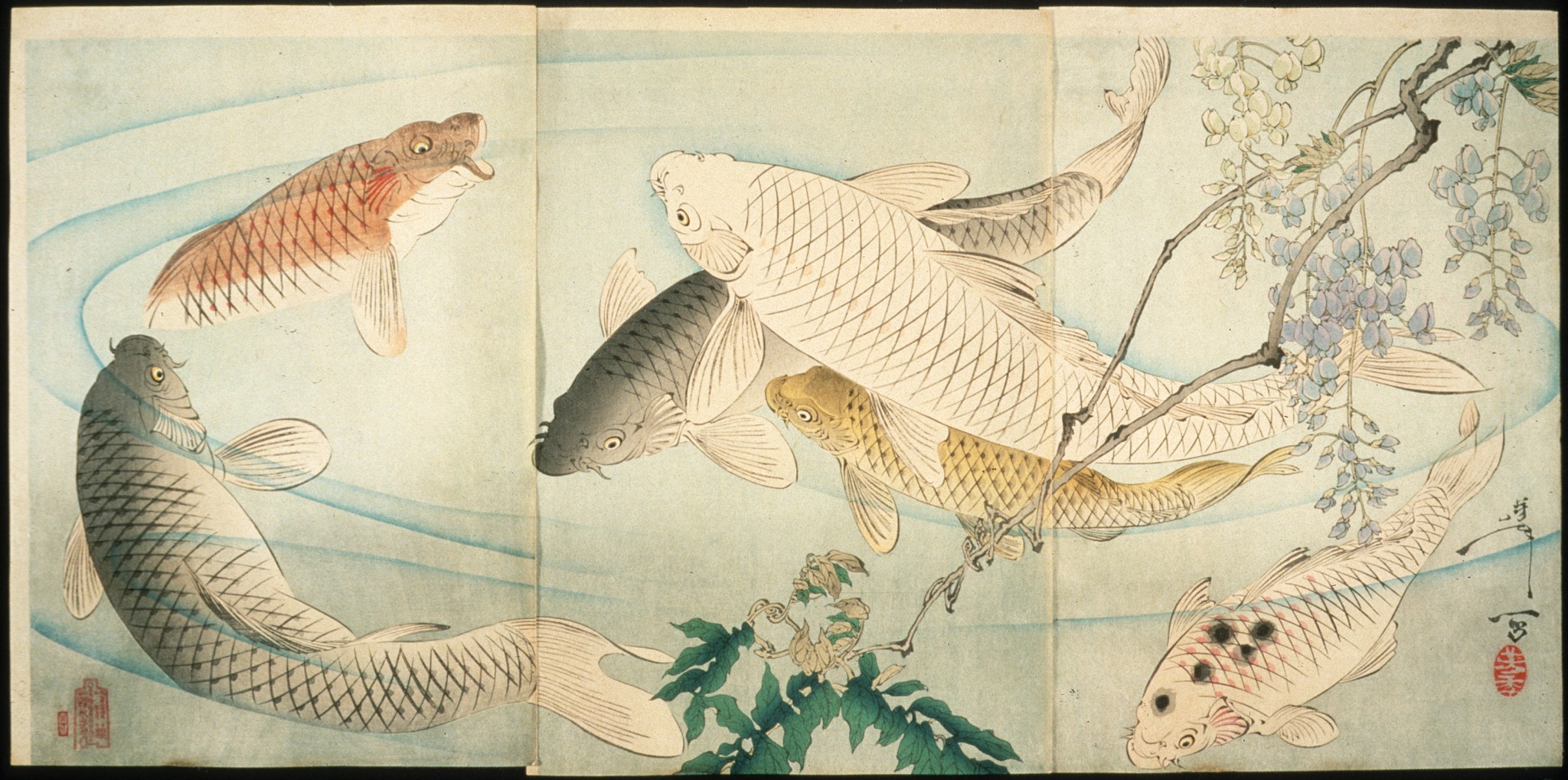 Several carp fish swimming in a pond below wisteria branches