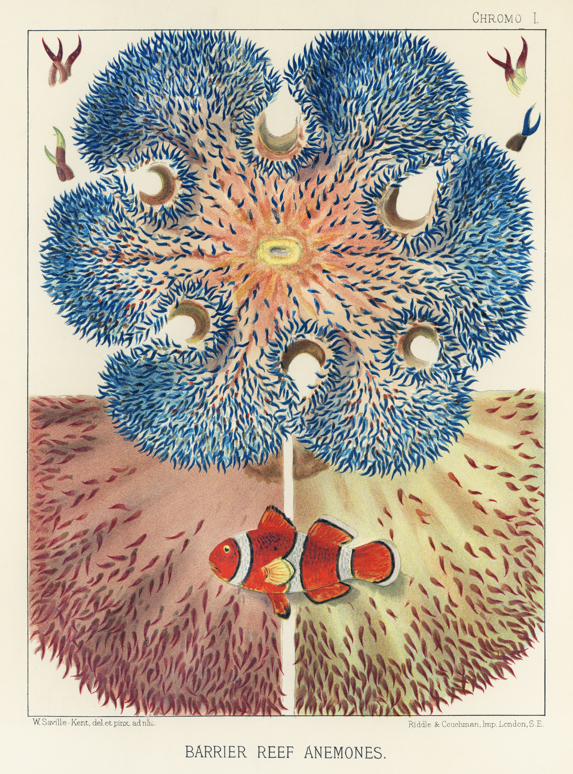 A scientific illustration of barrier reef anemones with a clownfish