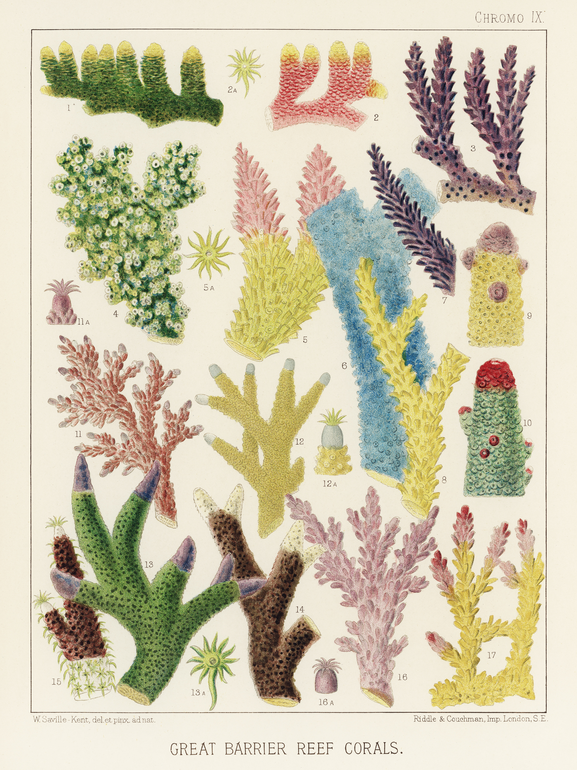 A scientific illustration of various reef corals
