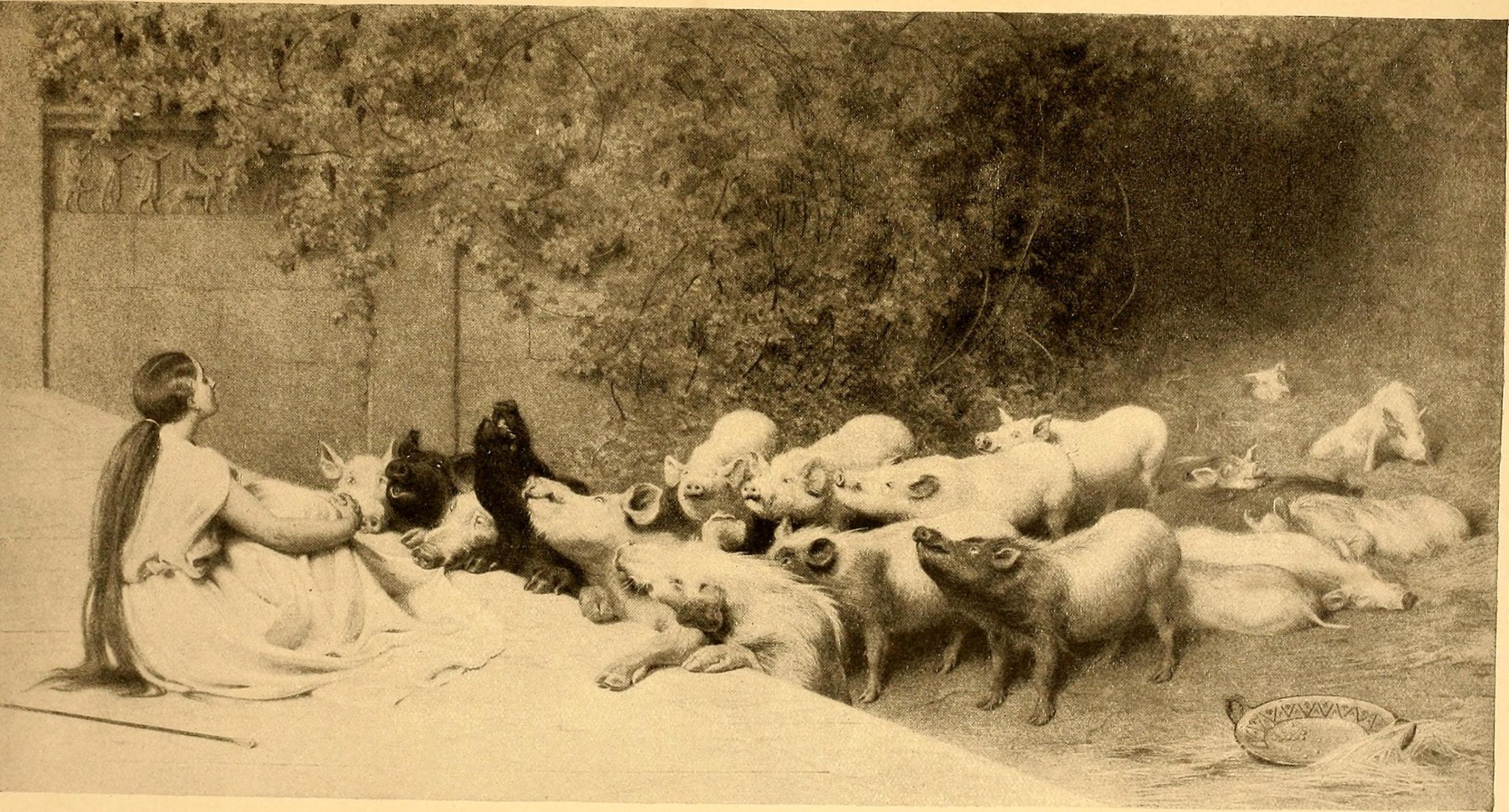 A woman sitting before a group of pigs gathering in front of her.