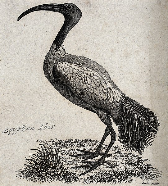 Egyptian Ibis etching in black and white.