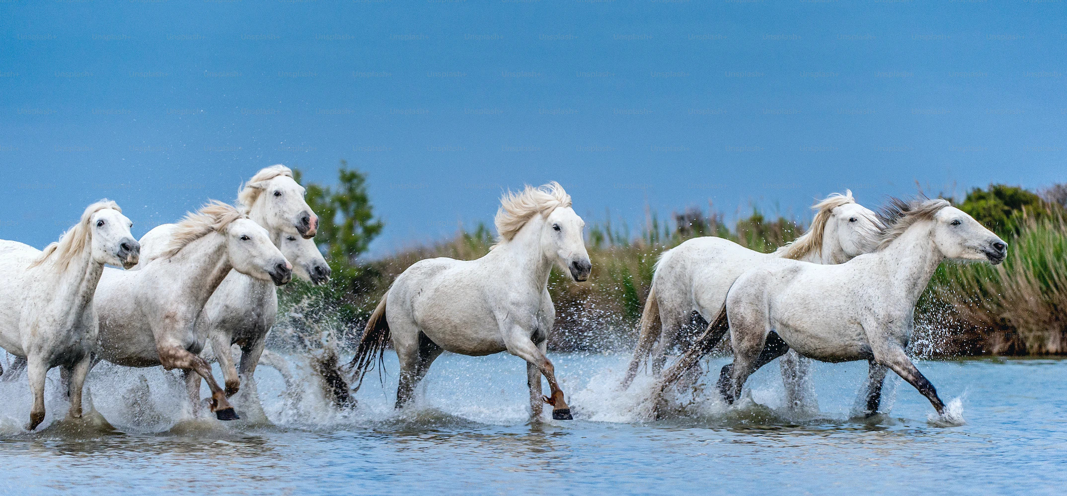 Horses galloping on the water