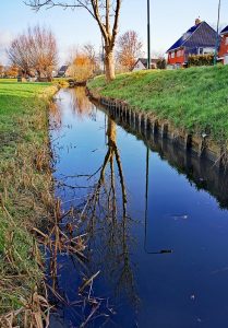 Tree reflecting on a canal.