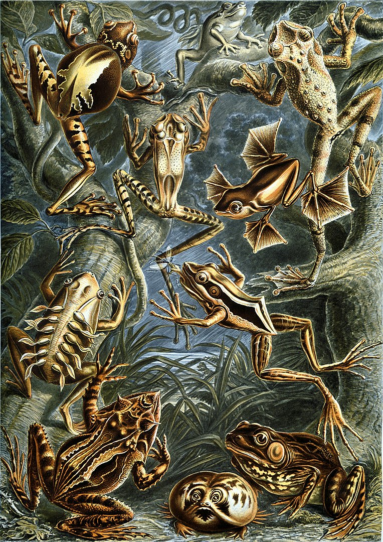 A group of frogs swim in water.