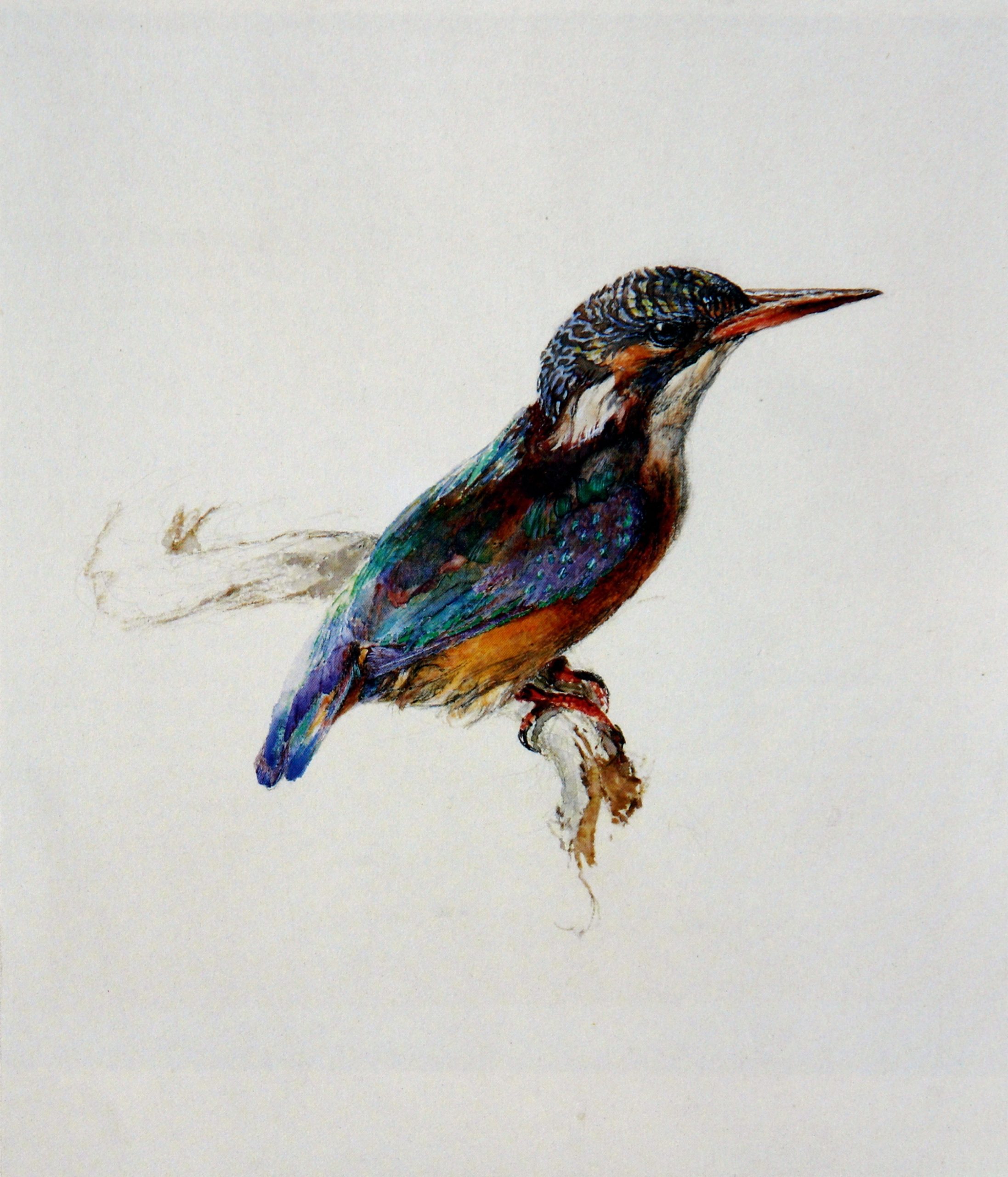 A detailed illustration of a kingfisher bird