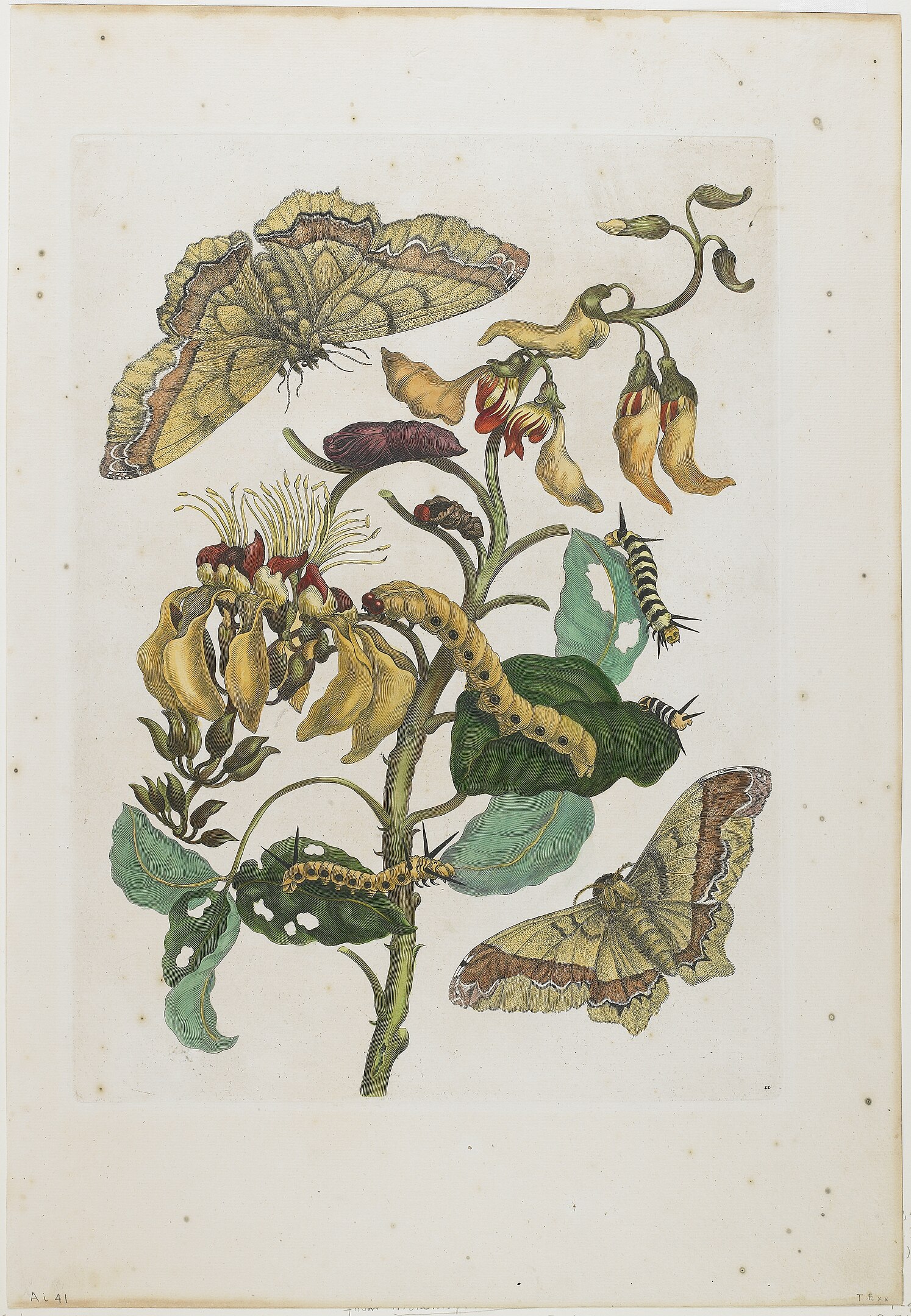 A detailed illustration of caterpillars, butterflies and flowers