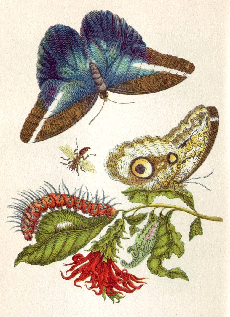 An illustration depicts the evolution of the growth of a butterfly.