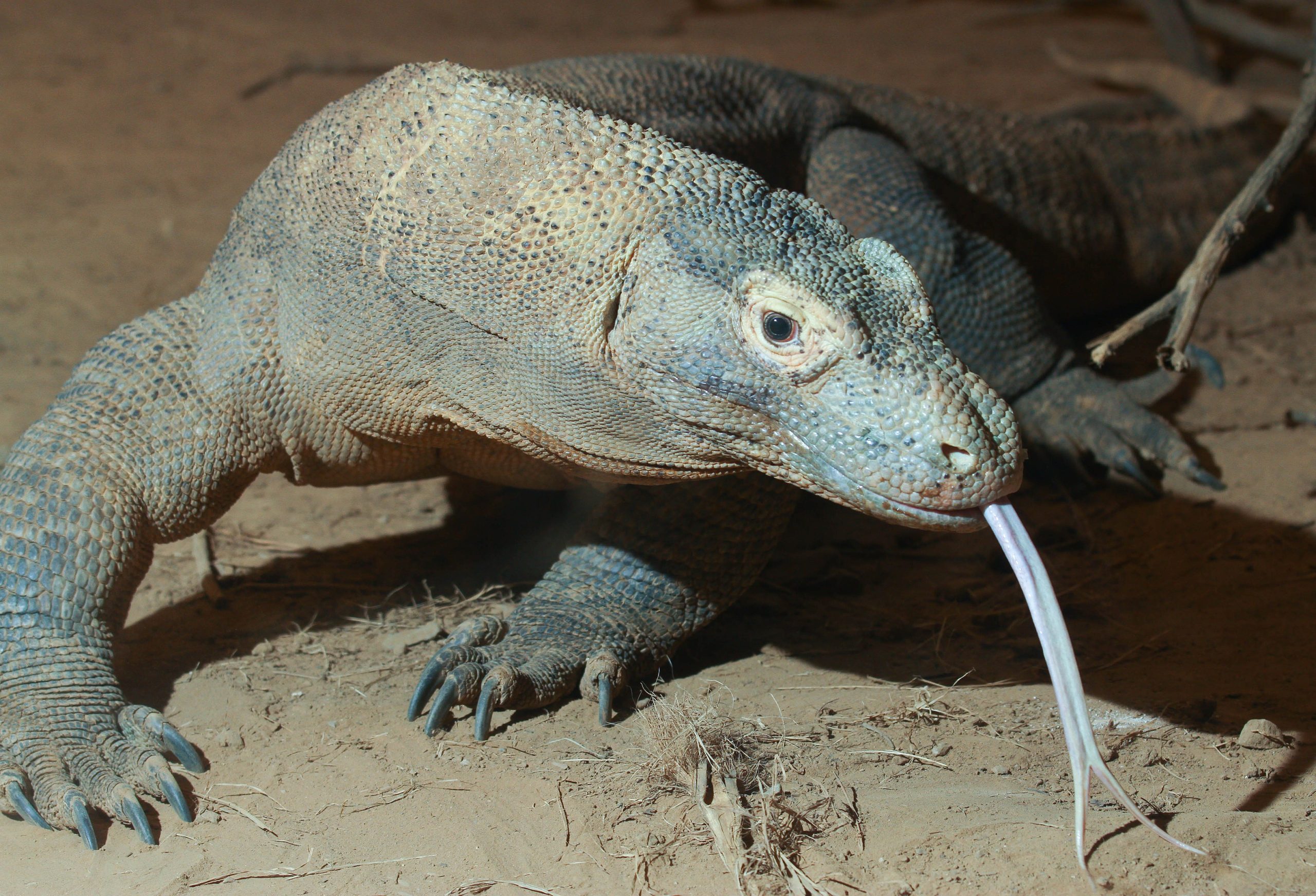 A komodo dragon with its tongue out