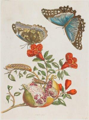 A collection of butterflies and open flowers.