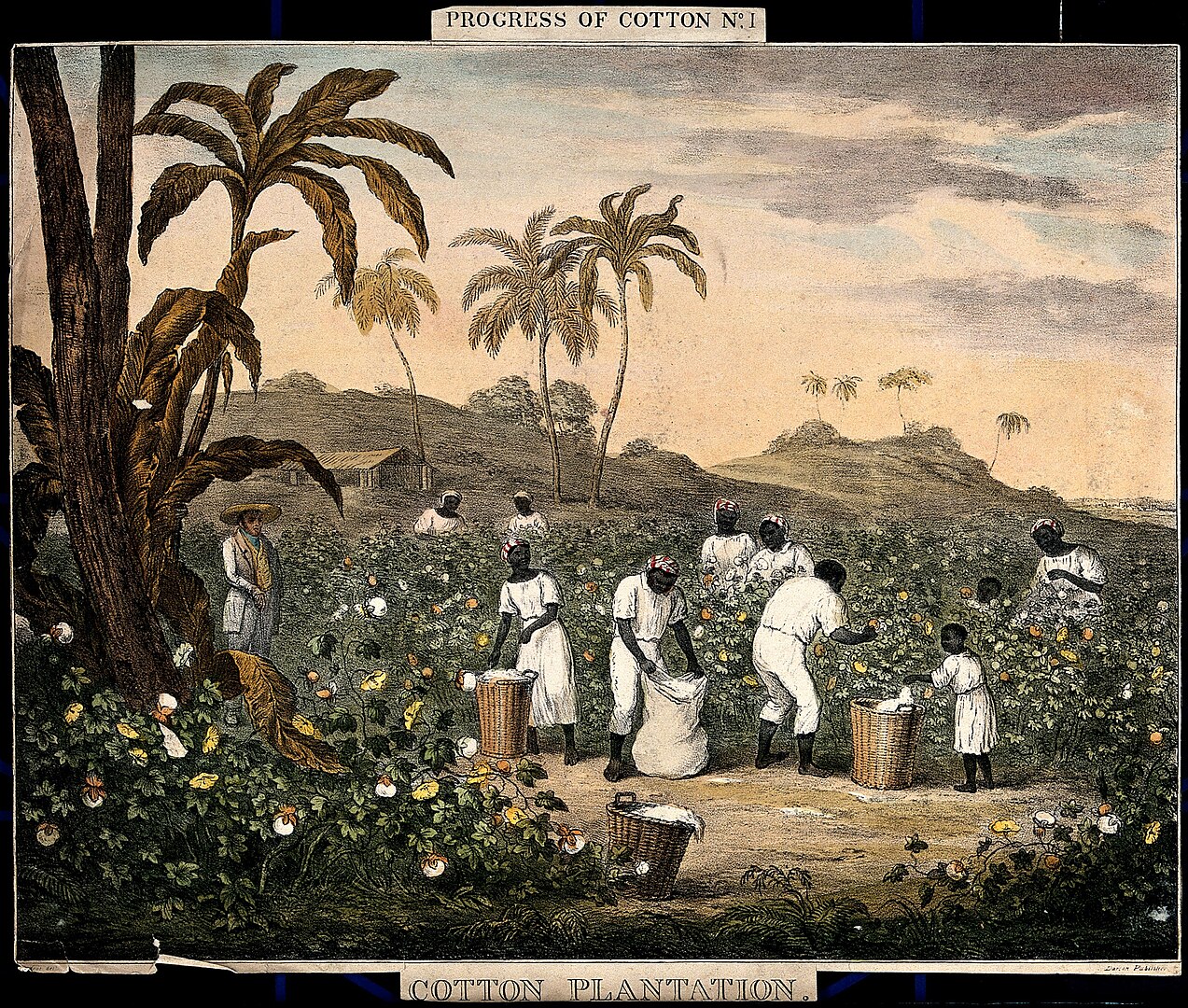 A large group of plantation workers stand in a cotton field with trees surrounding them.