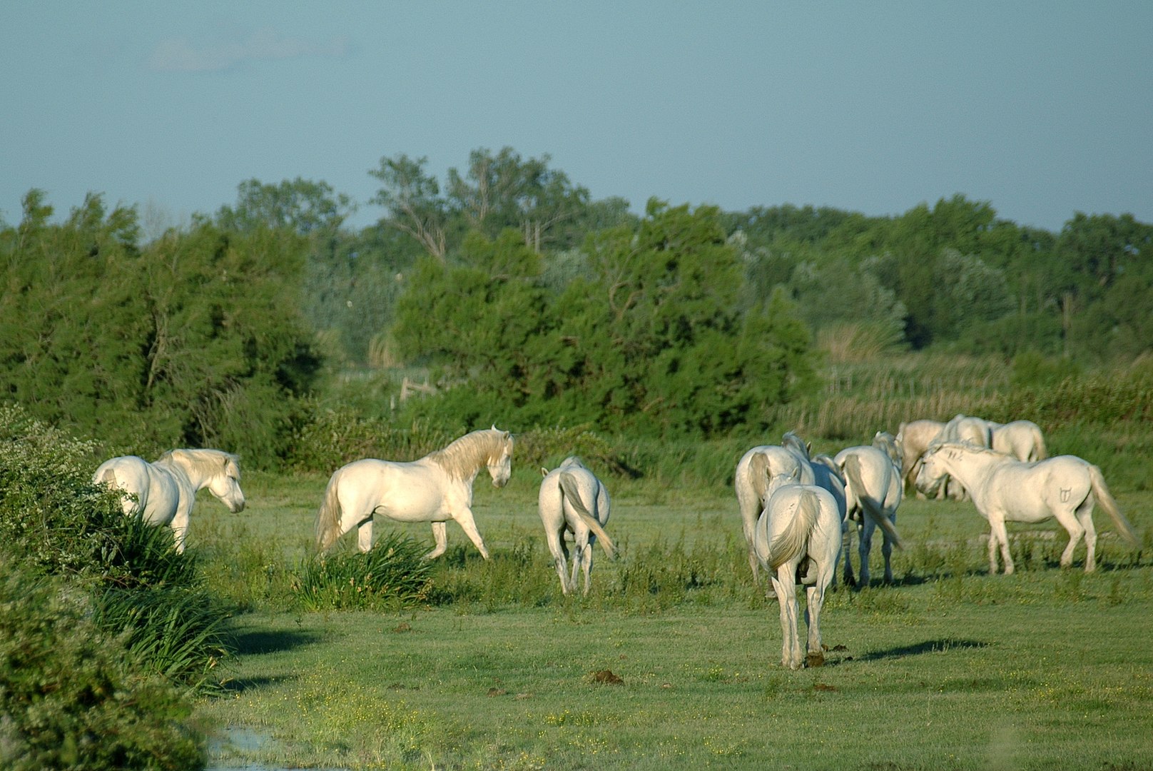 A group of horses run through a field of grass.