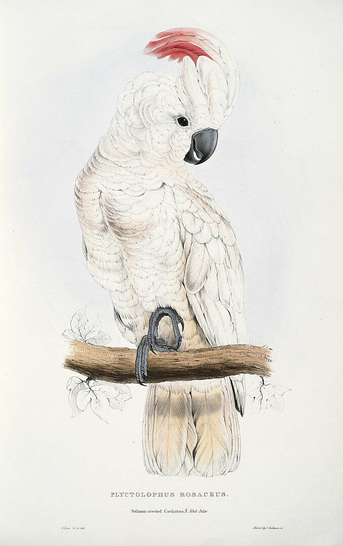 An image of the portrait of a white cockatoo resting on a ledge.