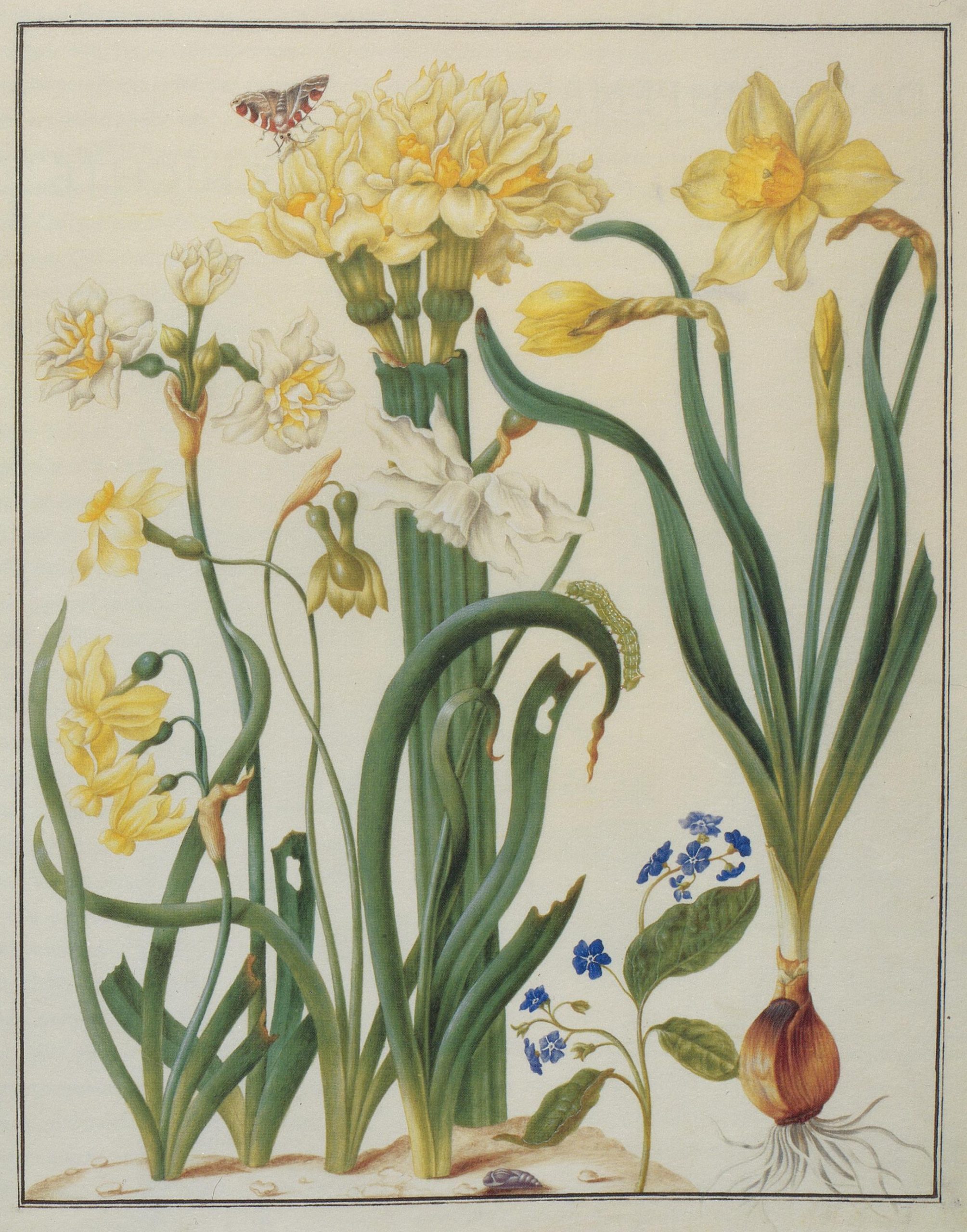 A detailed illustration of daffodils and forget-me-nots