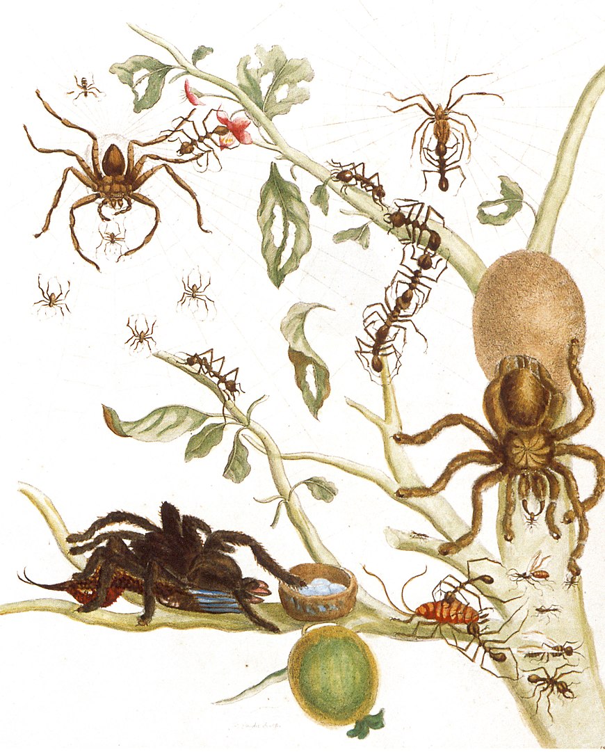 A collection of insects is documented on the branches of a tree.