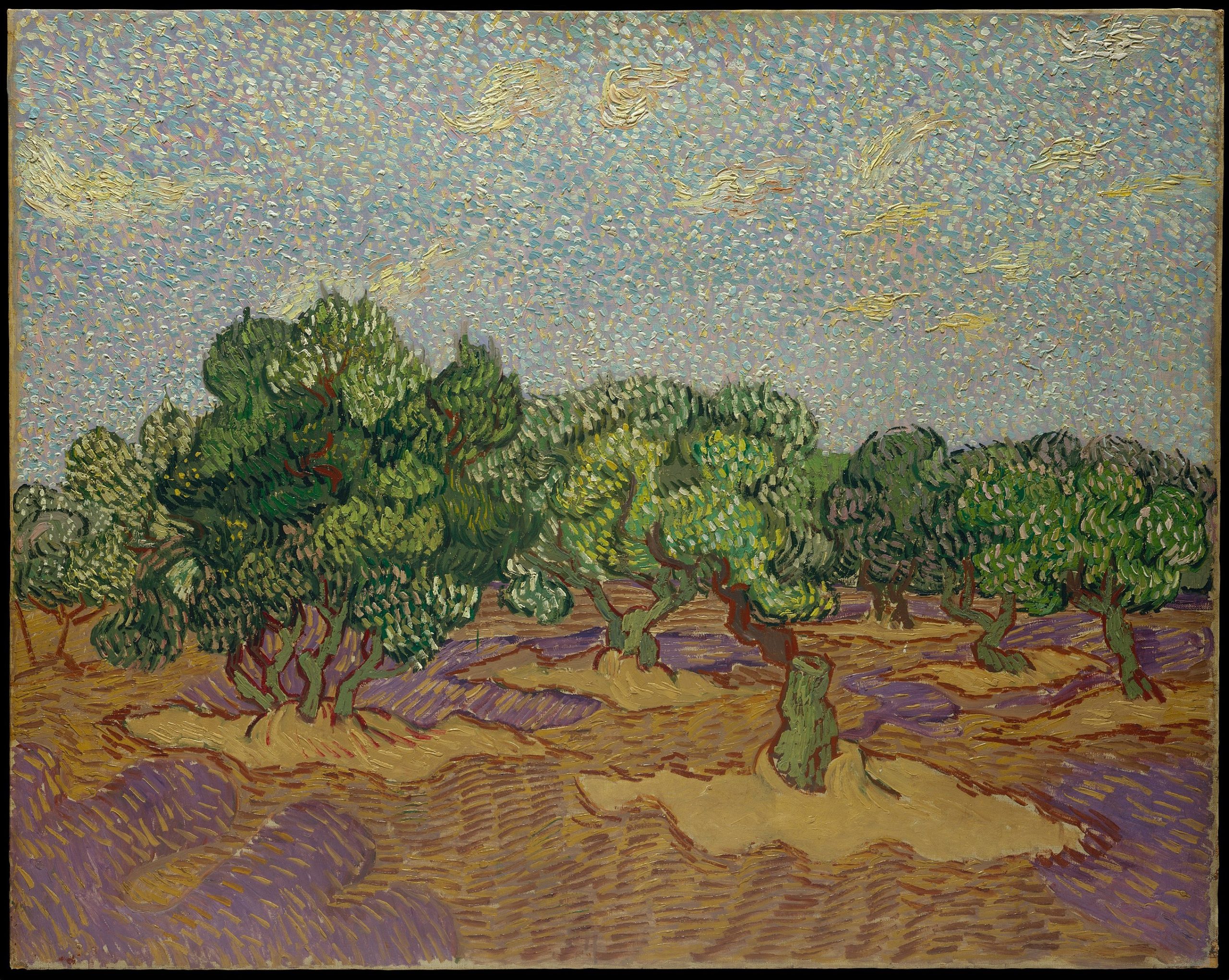 A landscape view of a grove of olive trees