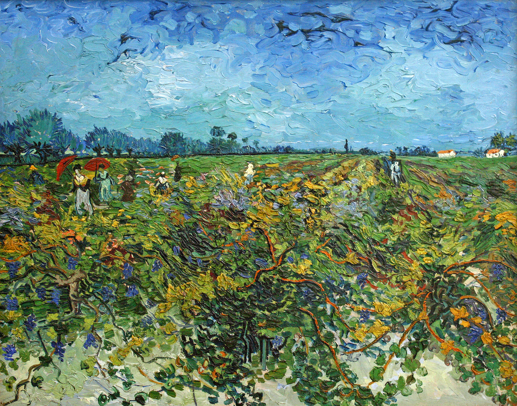 A landscape view of a vineyard