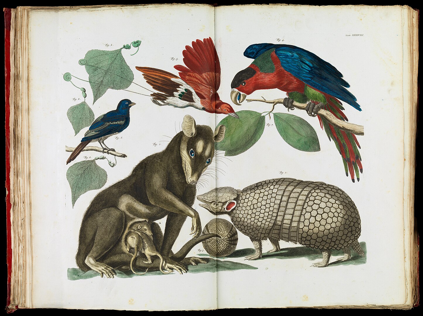 A realistic illustration depicting animals including birds and marsupials.