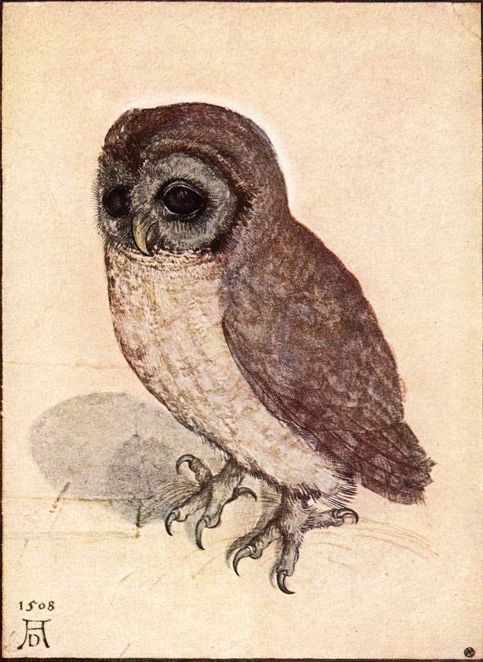An illustration of an owl