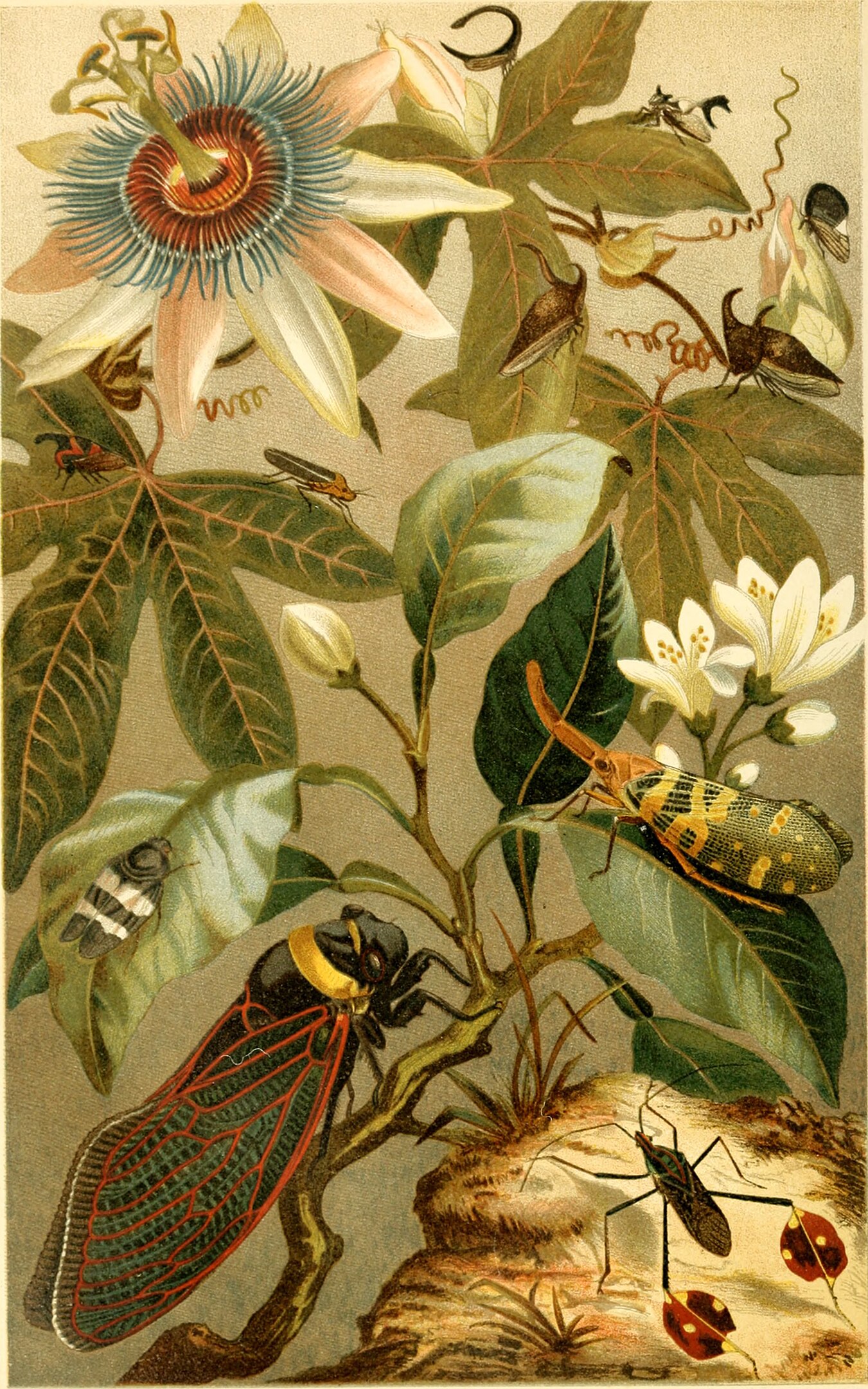 A botanical illustration of large flowers and insects