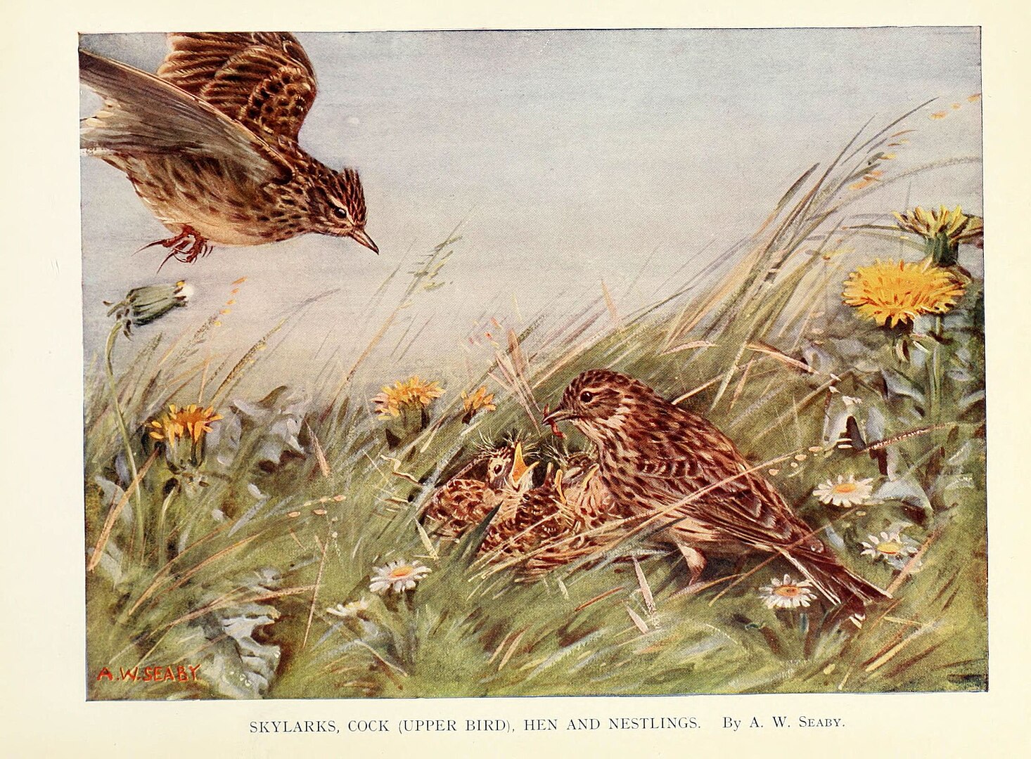 An illustration of birds nestled in grass