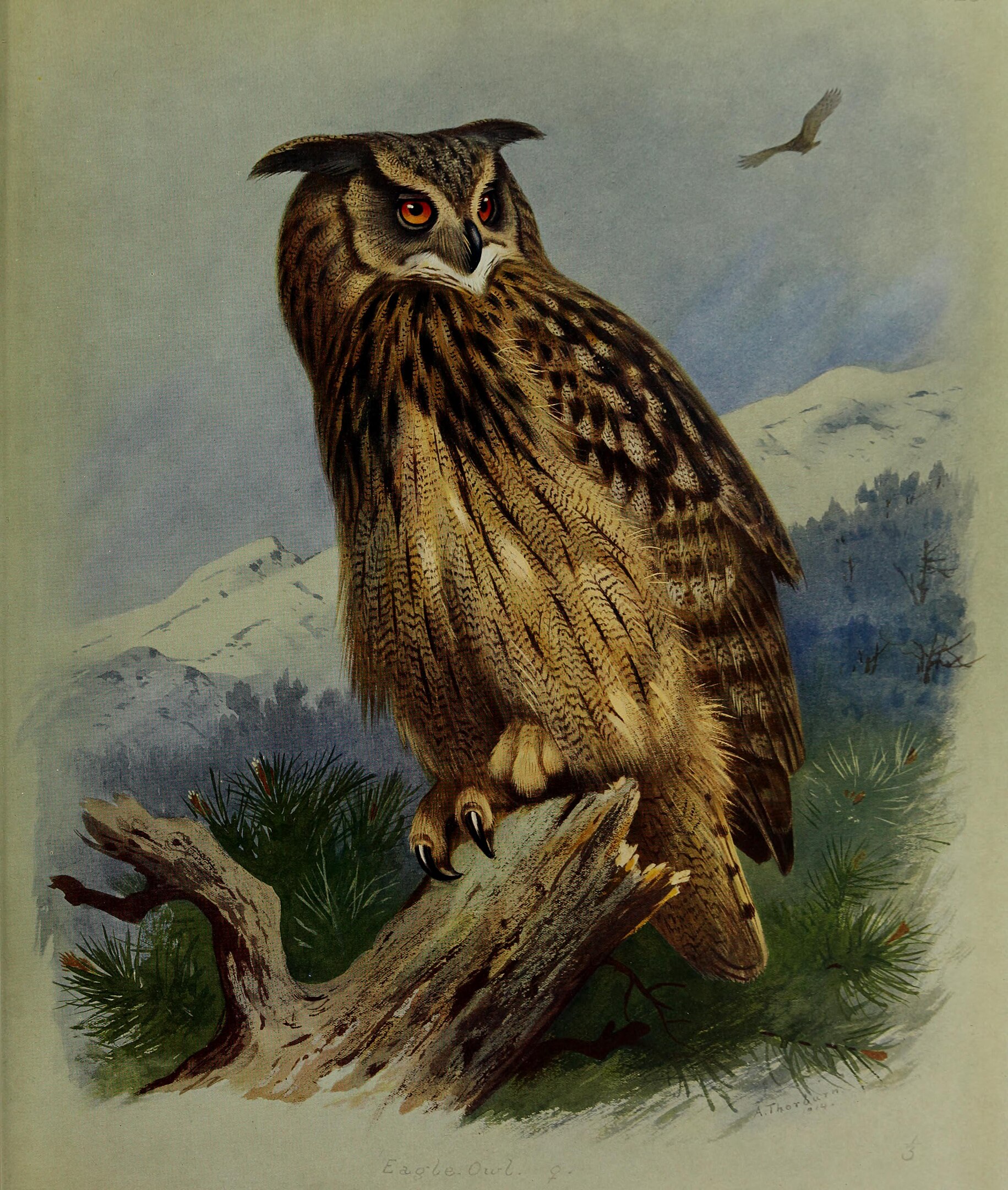 An illustration of an eagle-owl on a tree branch