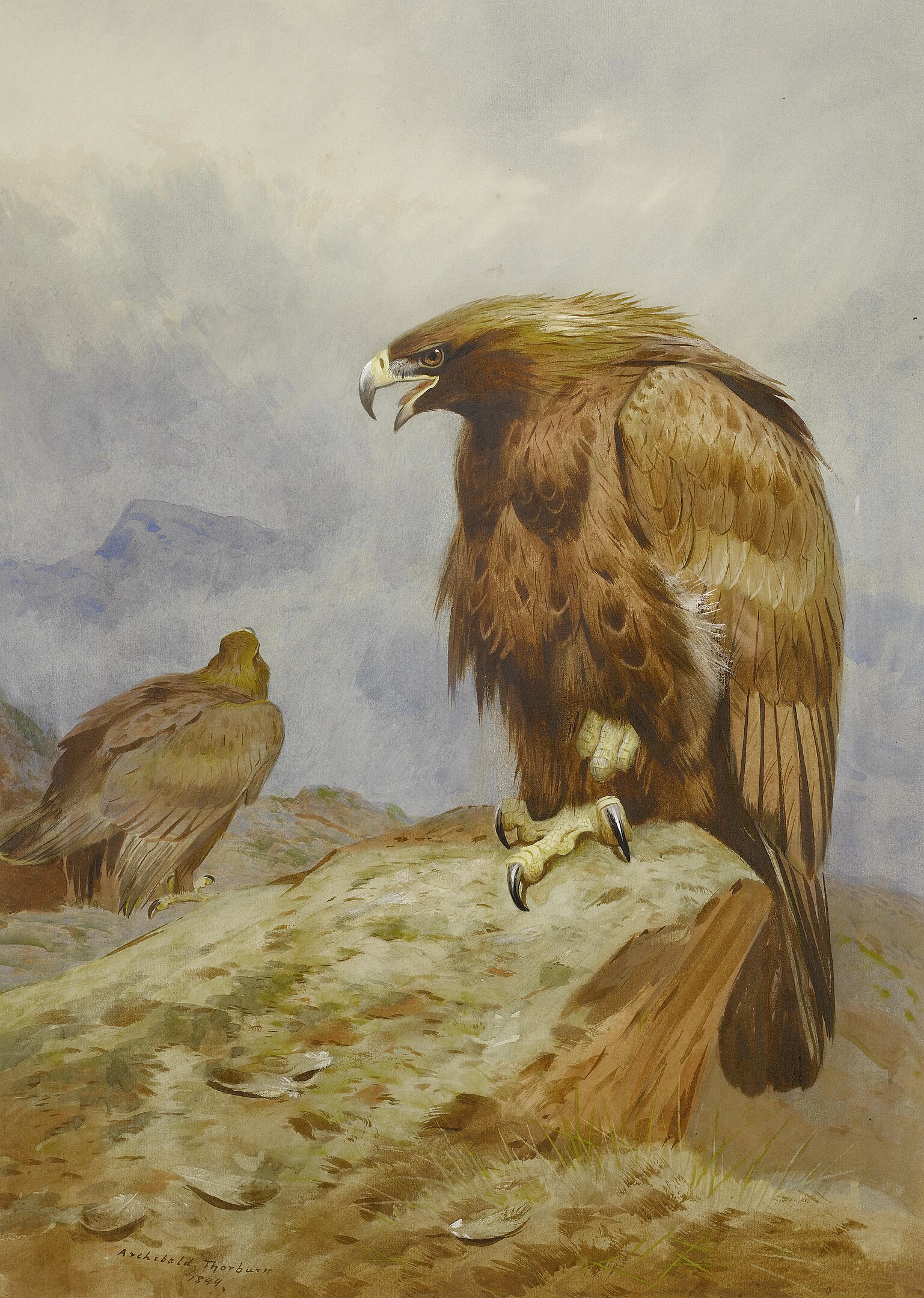 A pair of eagles on grassland