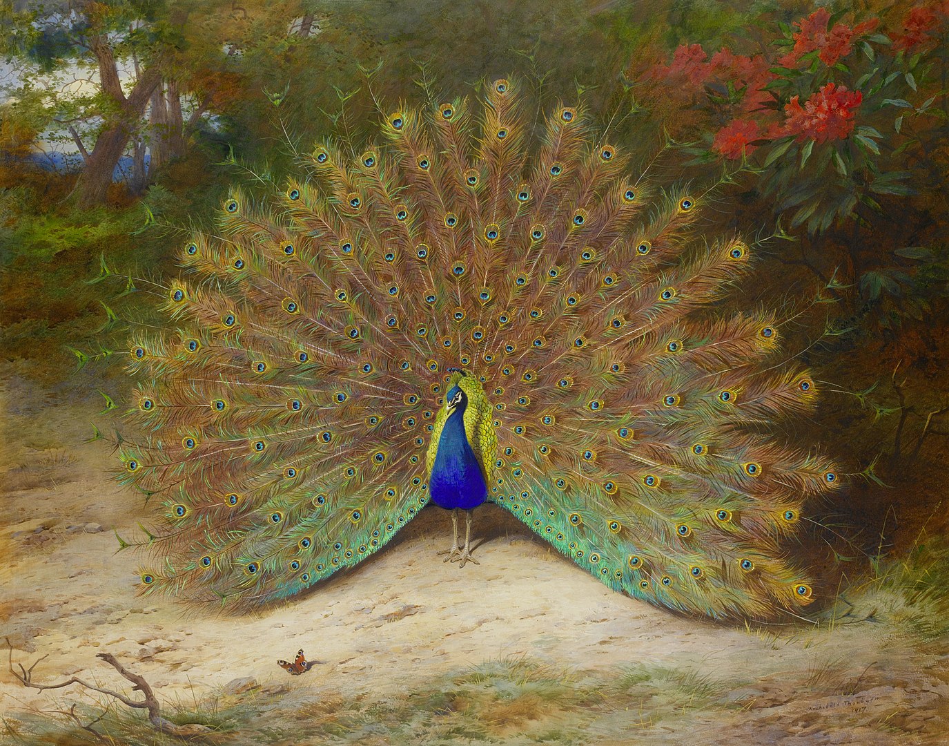A peacock with its feathers open
