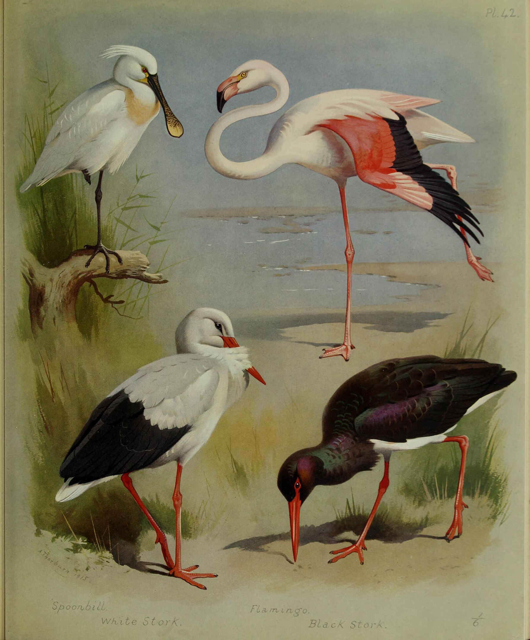 An illustration of four storks