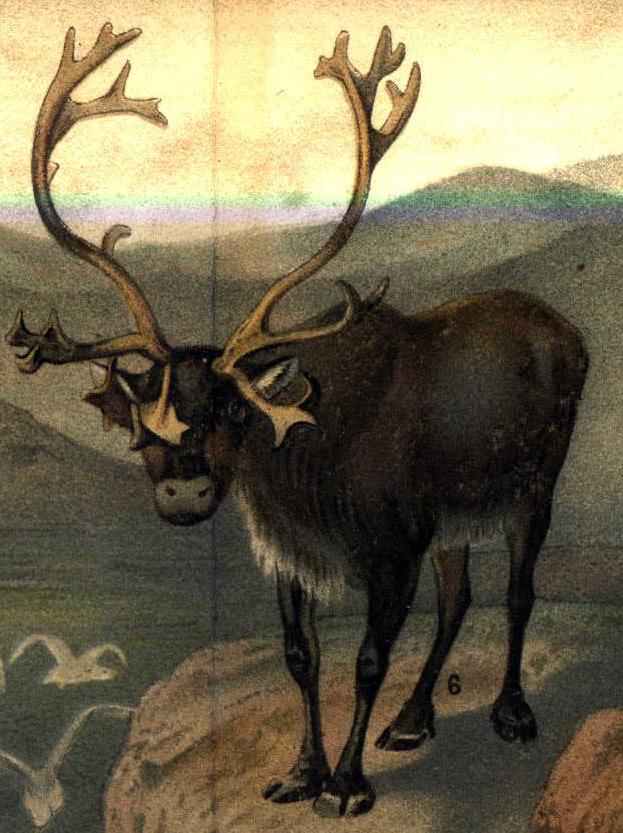 A portrait of a reindeer who stands on a hillside.