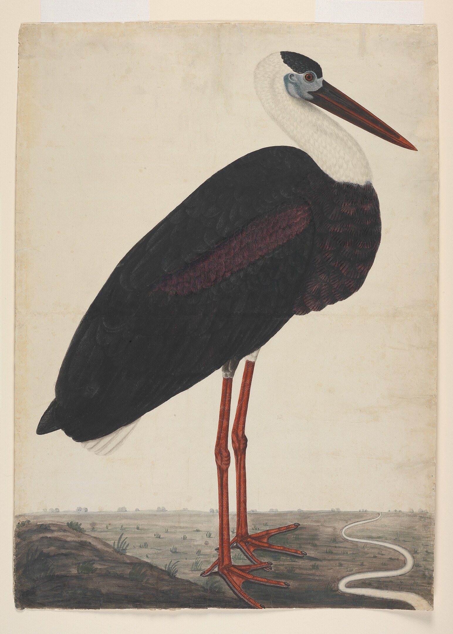 A stork in a landscape