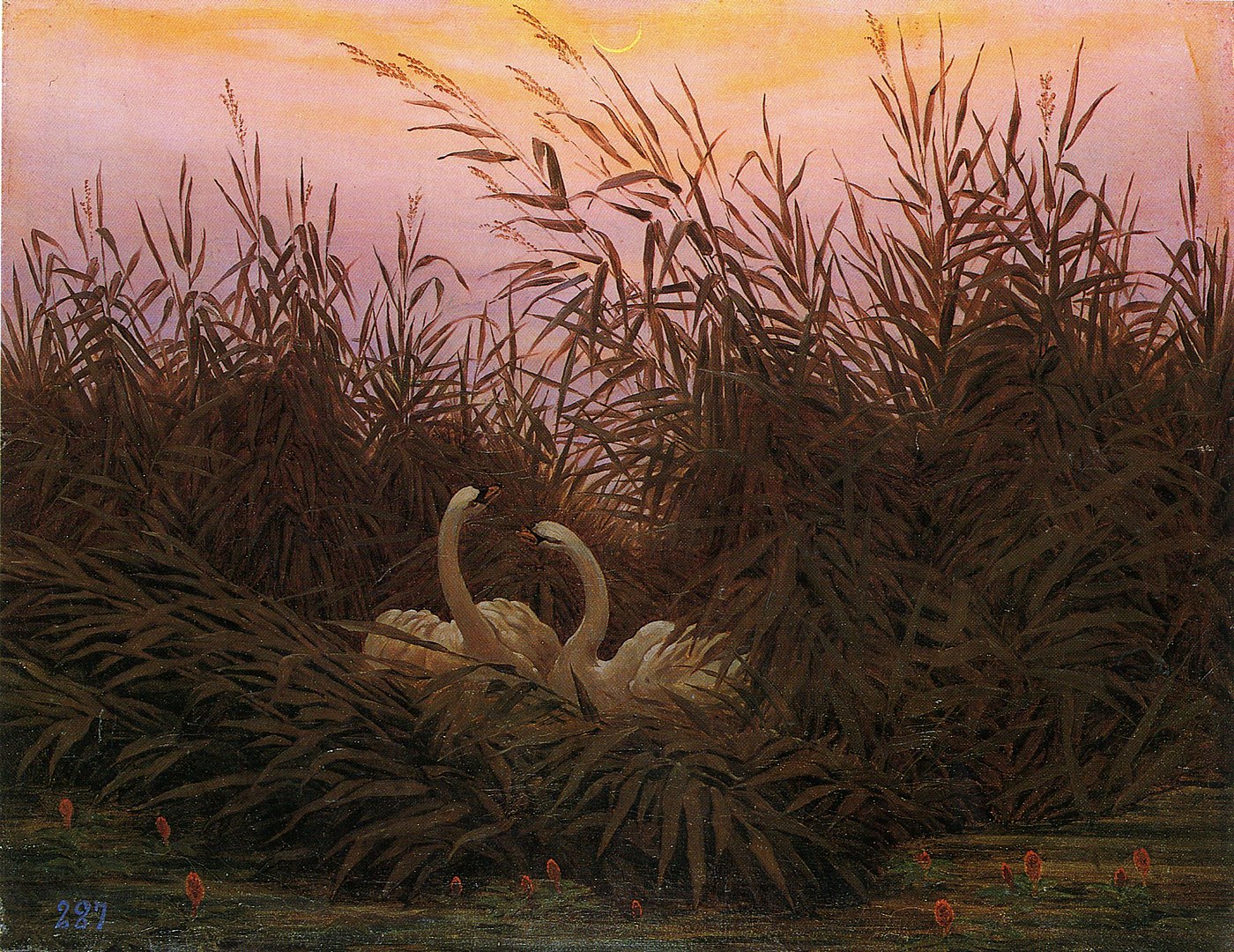 A pair of swan nestled in reeds at dawn
