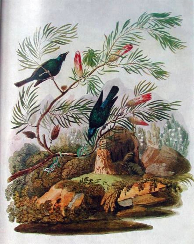 An illustration of several birds resting on top of a rock.