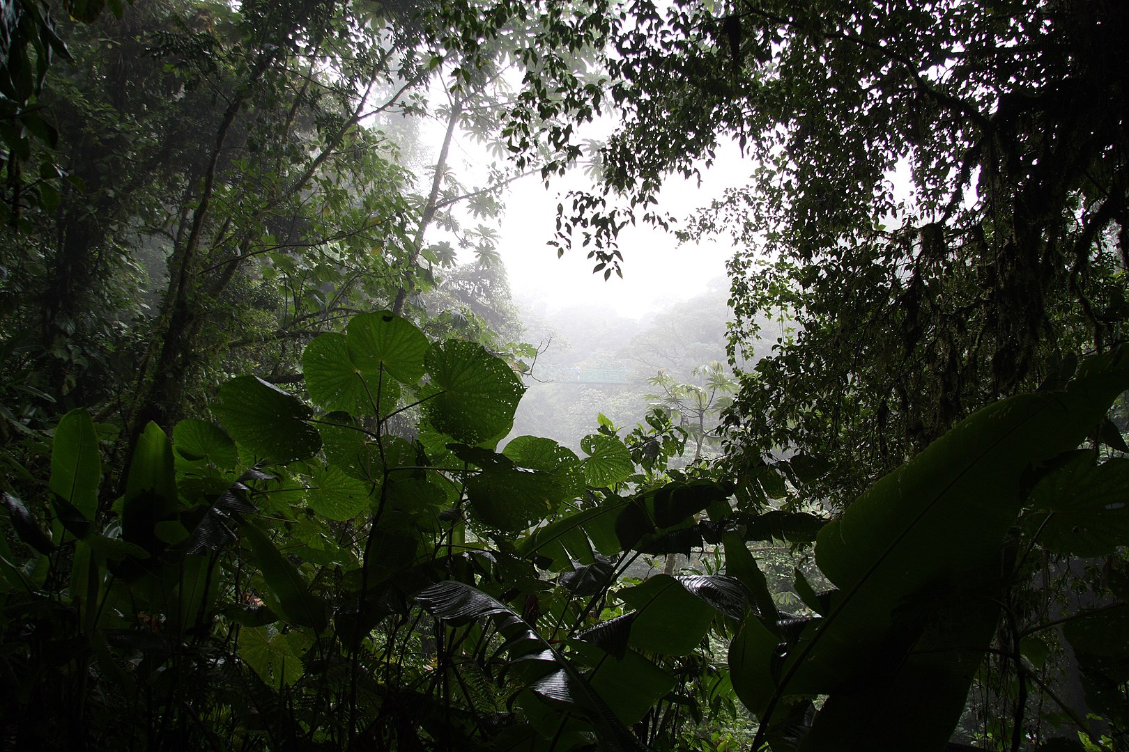 A foggy scene of a clouded forest.
