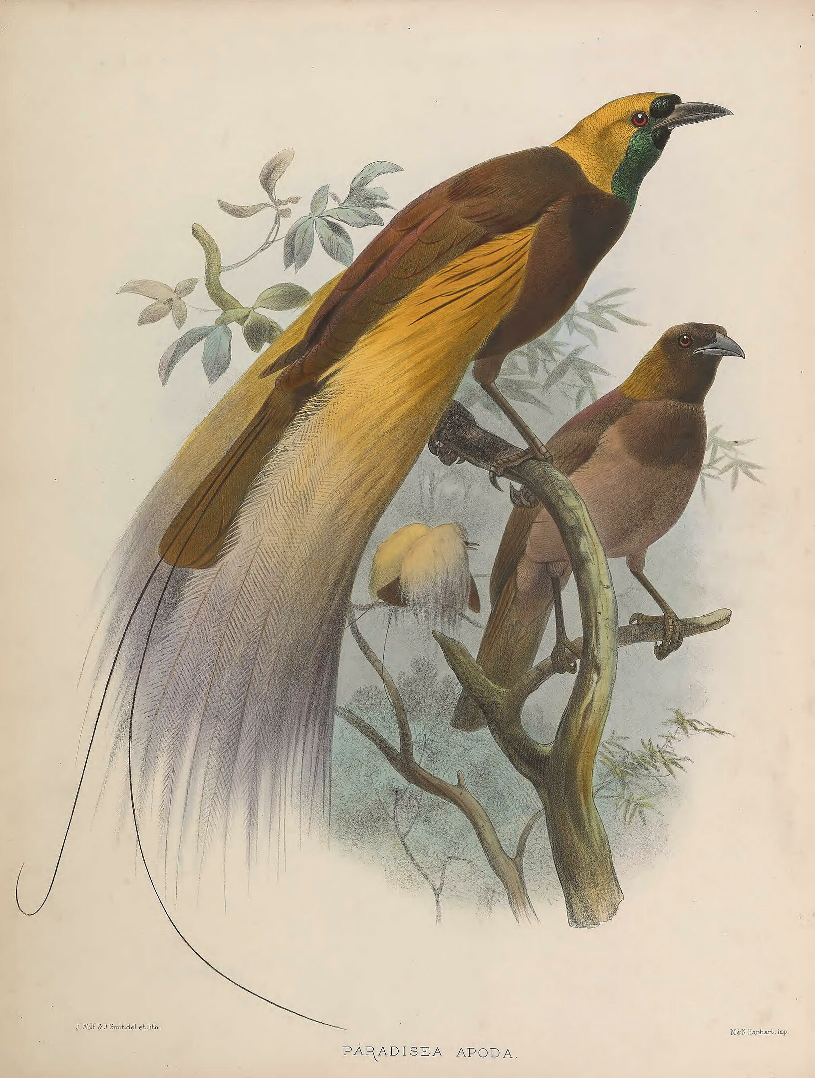 An illustration of two birds on a tree