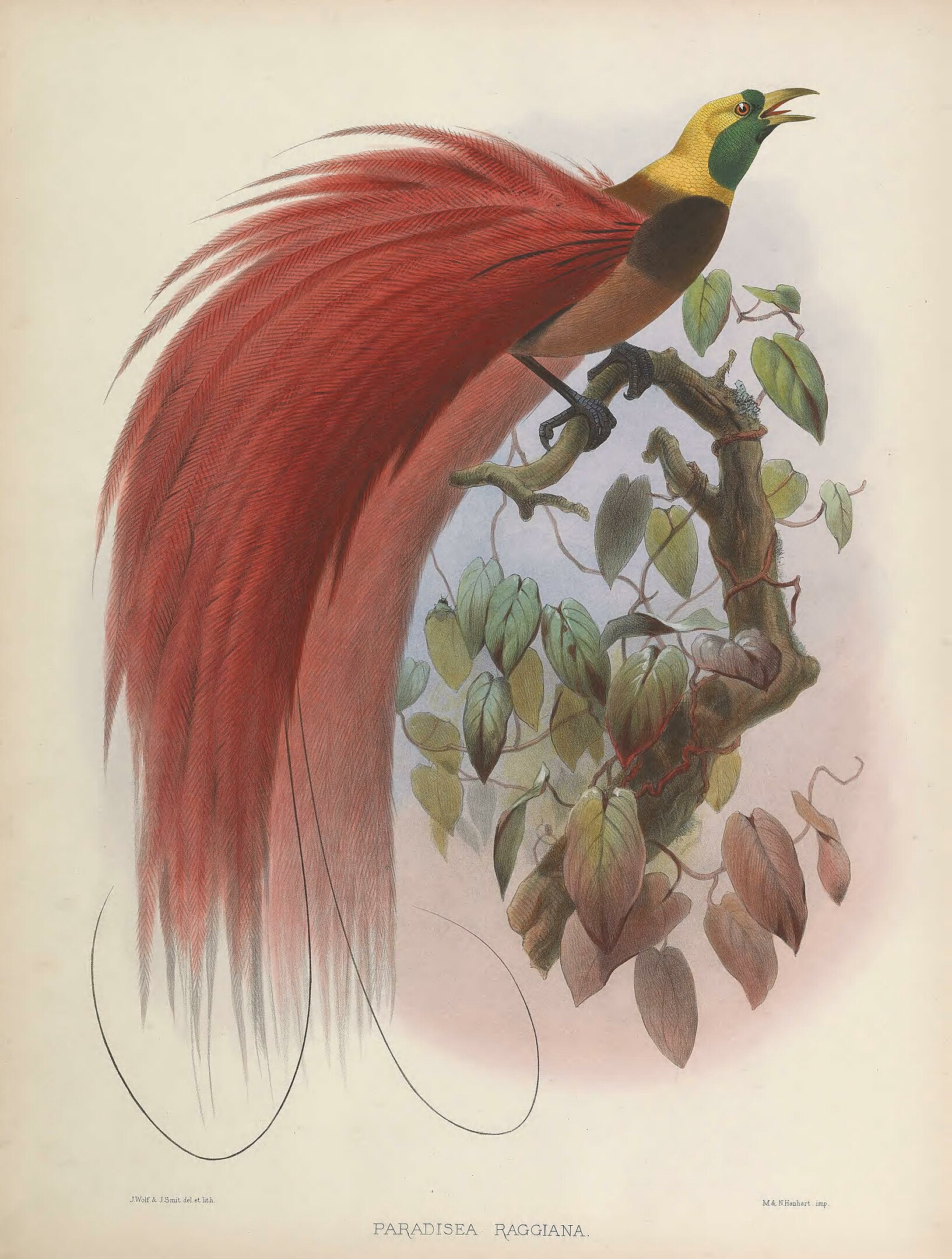 An illustration of an exotic bird on a tree