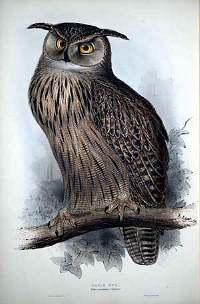 An illustration of an owl on a tree branch