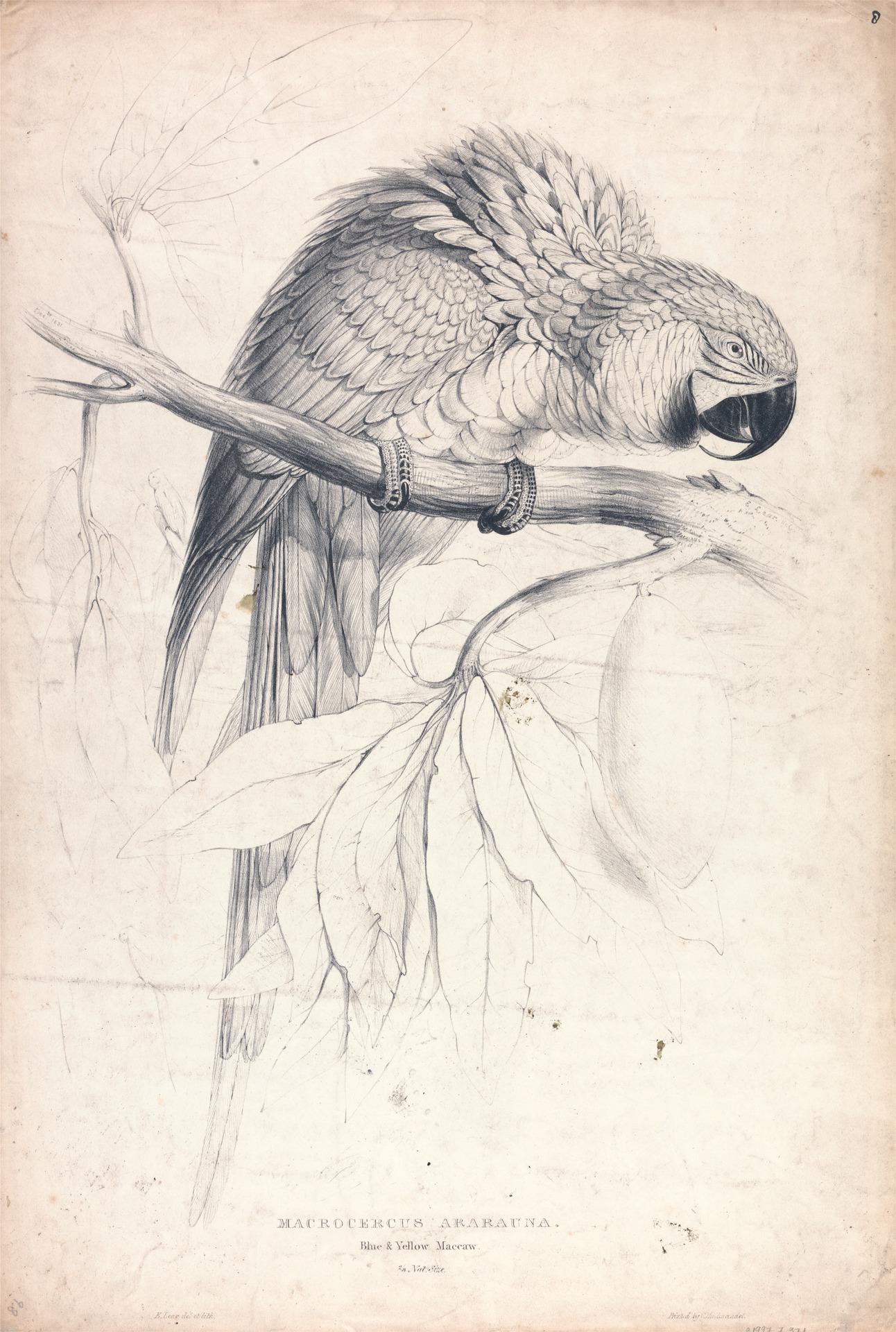 An illustration of a parrot on a tree branch