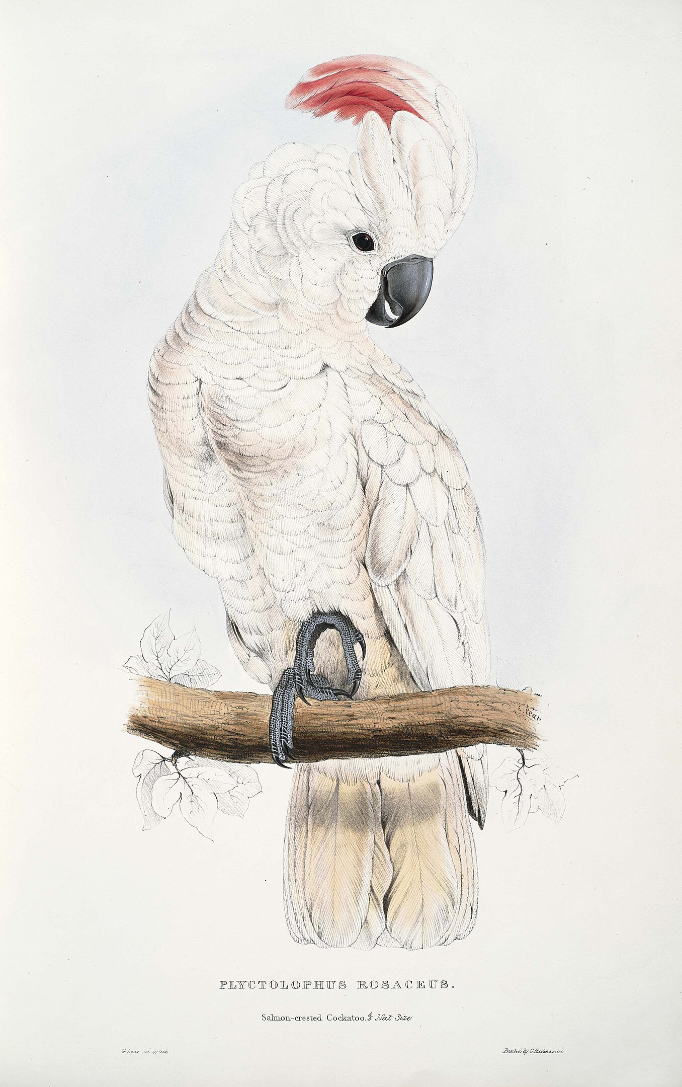 An illustration of a cockatoo