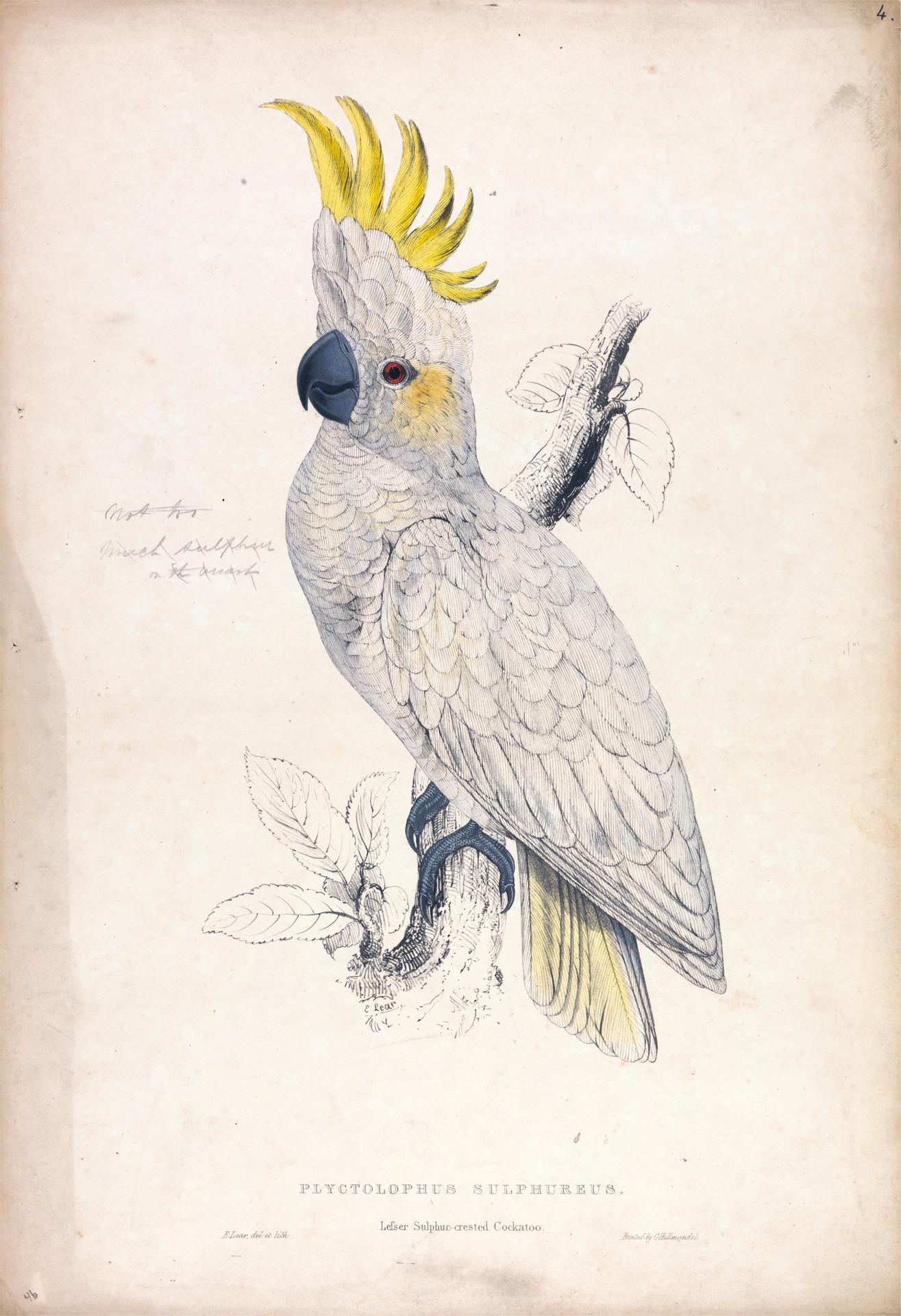 An illustration of a cockatoo
