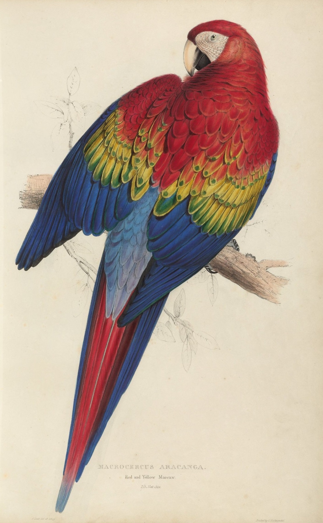 An illustration of a parrot