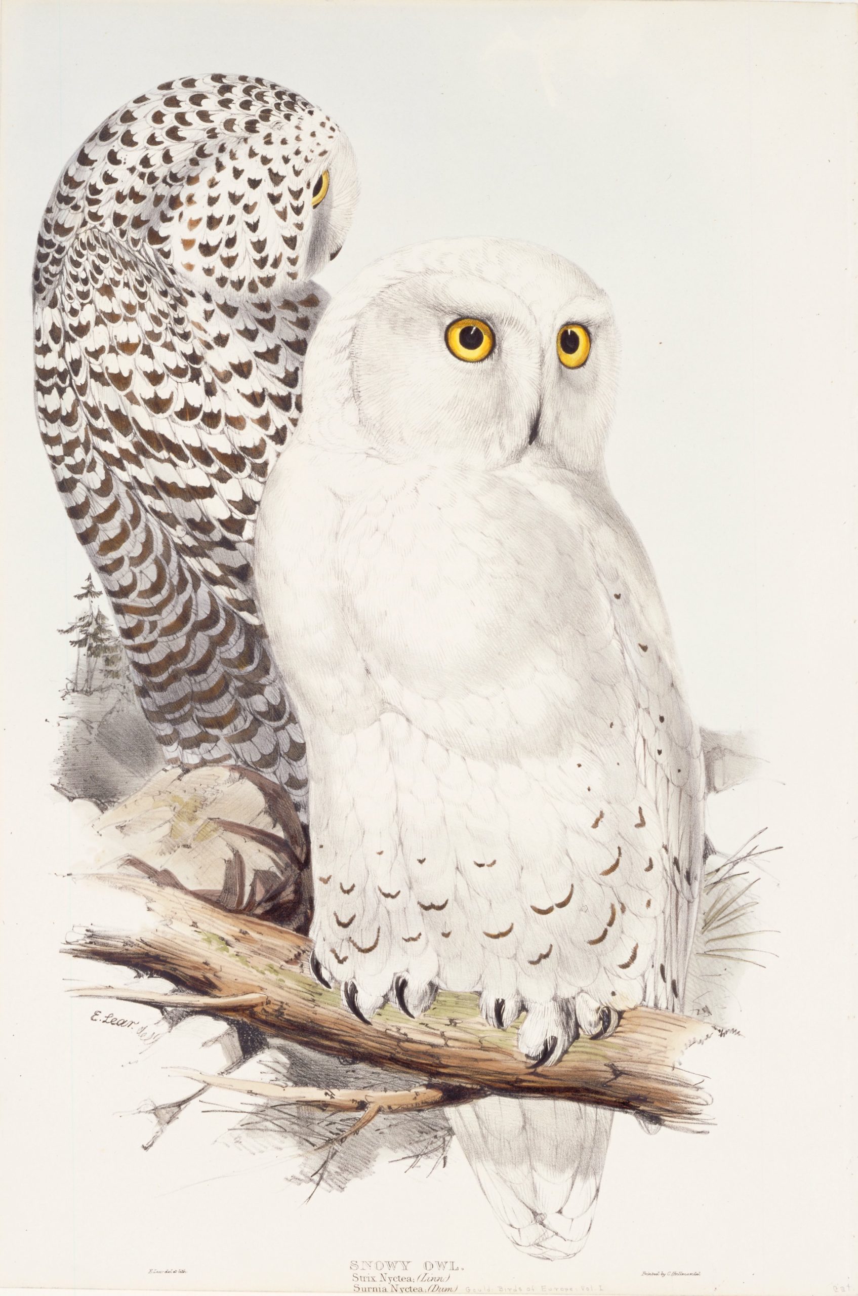 An illustration of two snowy owls
