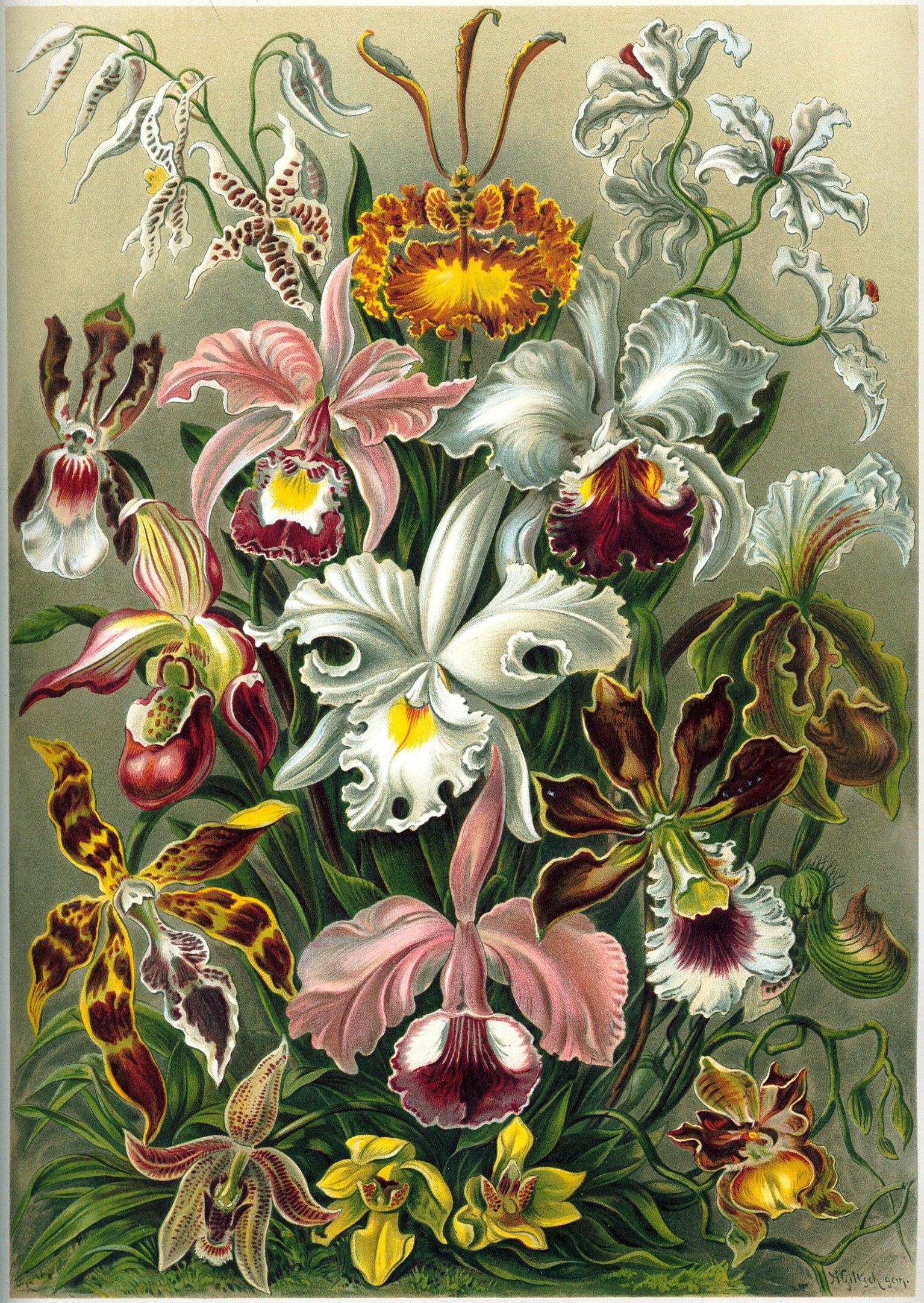 An illustration of various orchids