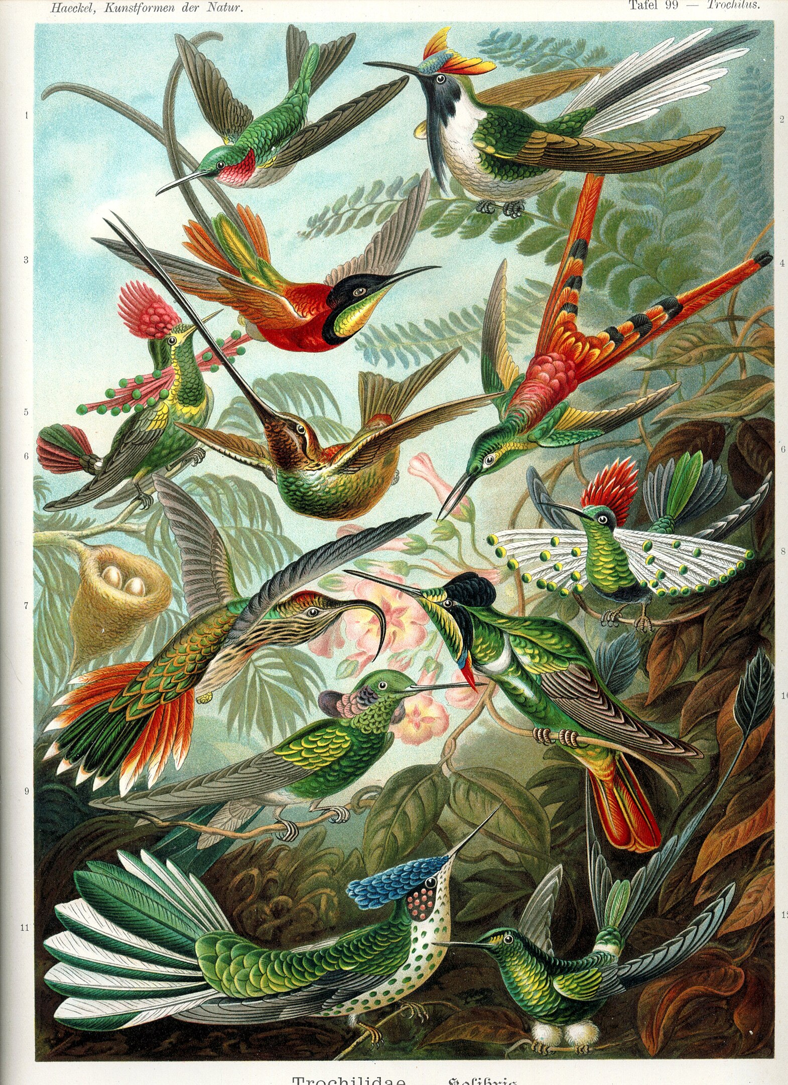 An illustration of various birds in a tropical rainforest