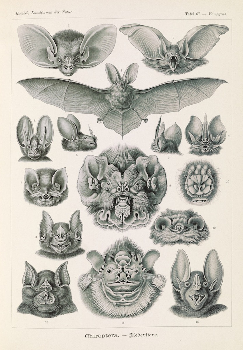 A scientific image illustrating the diagram of a variety of different bats.