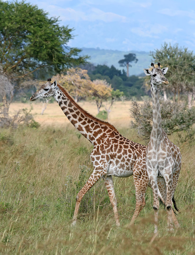 A photograph depicts the image of two giraffes in their habitat.