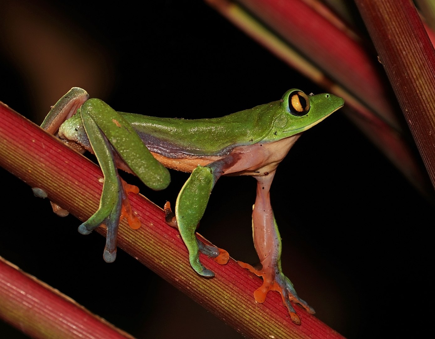 A side profile portrait of a golden-eyed tree frog sitting on a small tree branch.