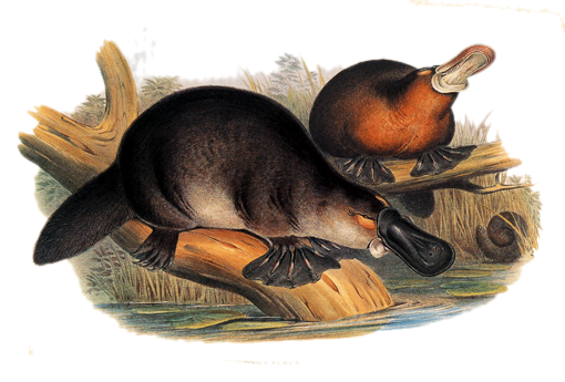 Two platypuses sit on the overhanging branch of a tree which floats above water.