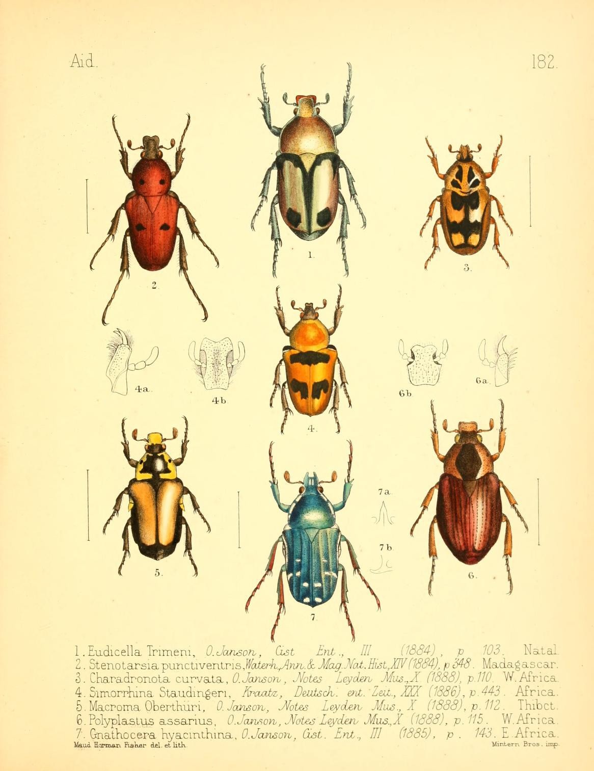 A scientific image illustrating a diagram of a collection of various spiders.